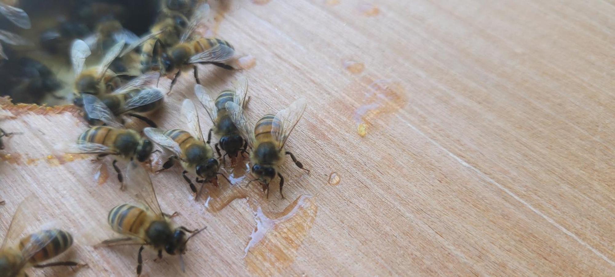 La Maison De L'Abeille De Percey Longeau-Percey Экстерьер фото